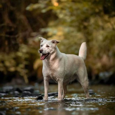 Intermediate Obedience