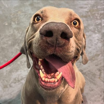 Each dog will initially complete 3 solo/integration walks.